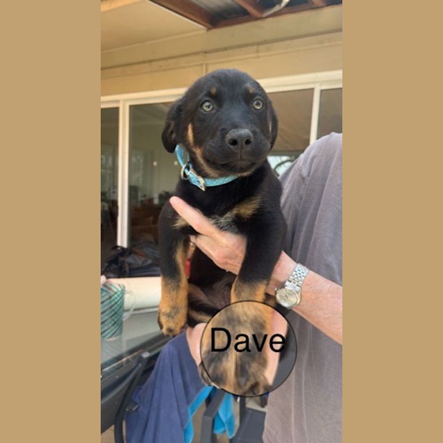 Photo of Dave 