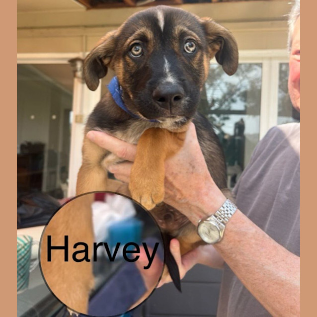 Photo of Harvey 