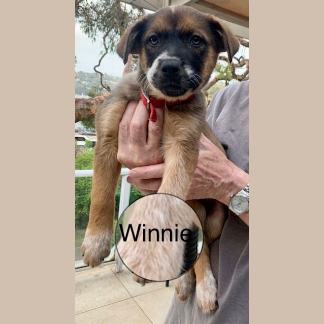 Photo of Winnie