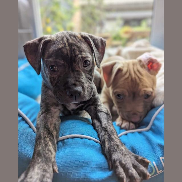 Photo of Miss Marlie (Was Cocoa Bean)
