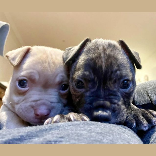 Photo of Miss Marlie (Was Cocoa Bean)