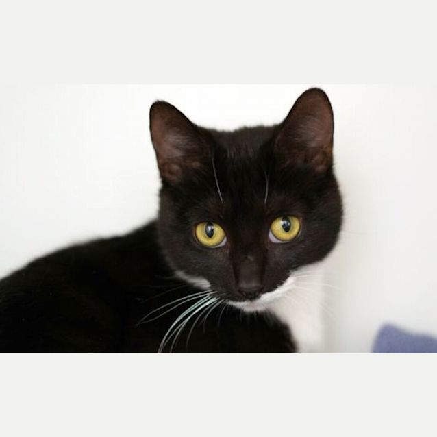 Photo of Bean