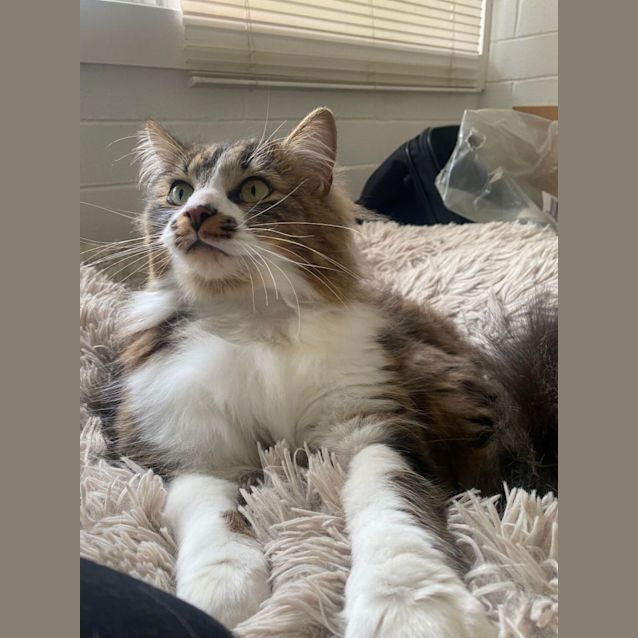 Photo of Gus   Located In Kew