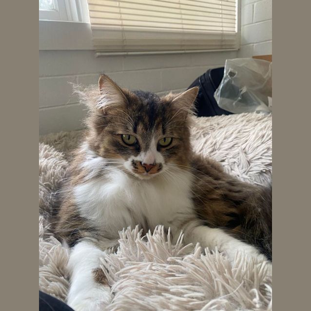 Photo of Gus   Located In Kew