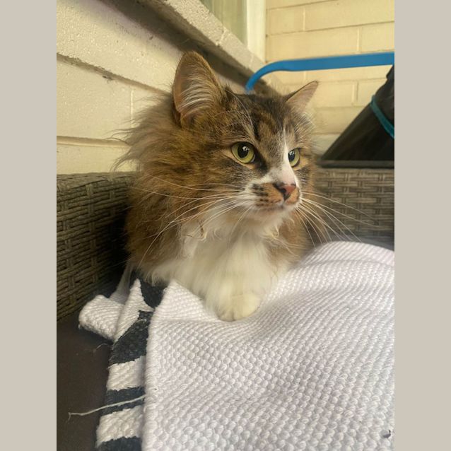 Photo of Gus   Located In Kew