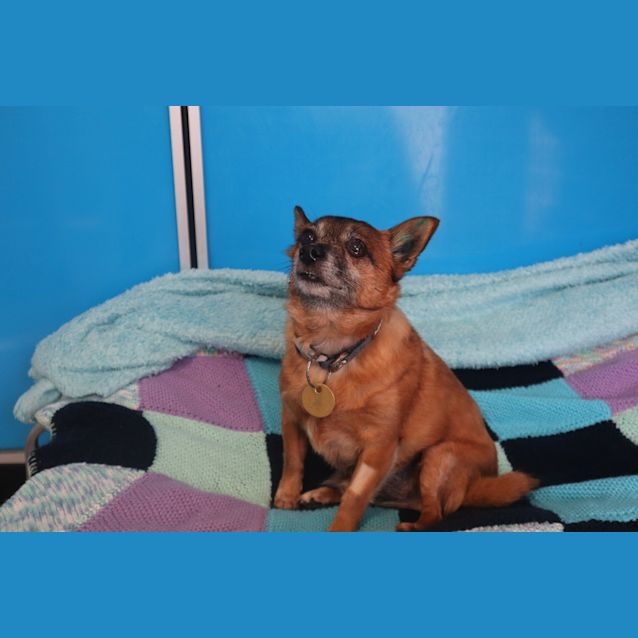 Photo of Toby
