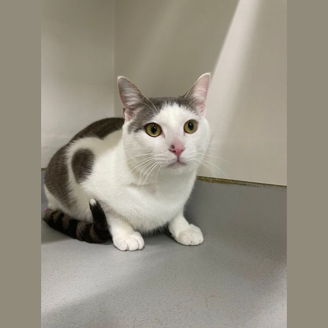 Photo of ⛄Olaf F02578 ⛄