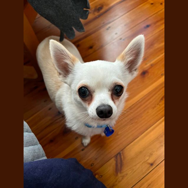 Photo of Monte 🐶 2yo Chihuahua (On Trial 5/11/23)
