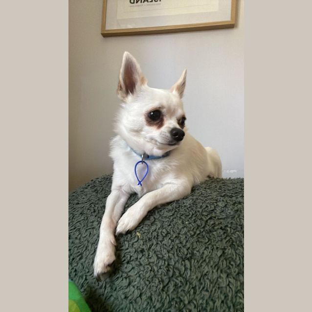Photo of Monte 🐶 2yo Chihuahua (On Trial 5/11/23)