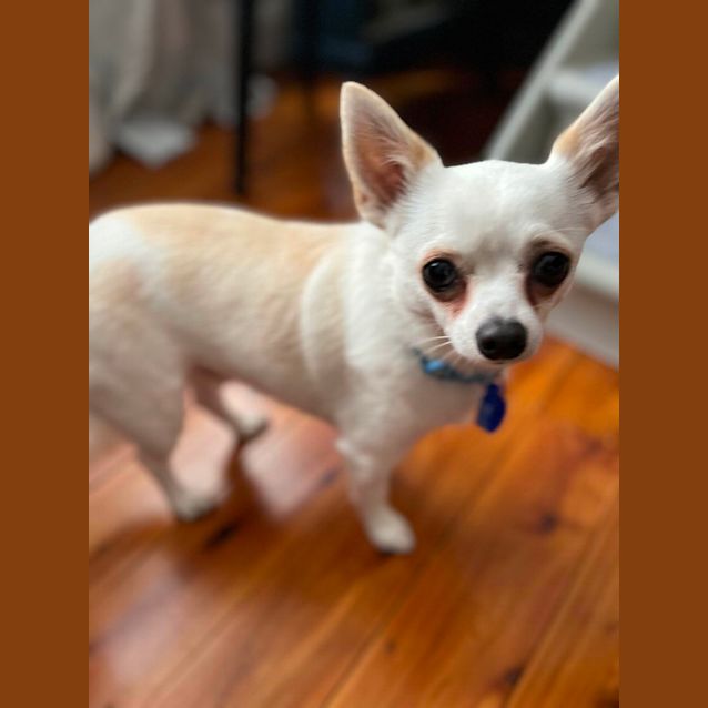 Photo of Monte 🐶 2yo Chihuahua (On Trial 5/11/23)