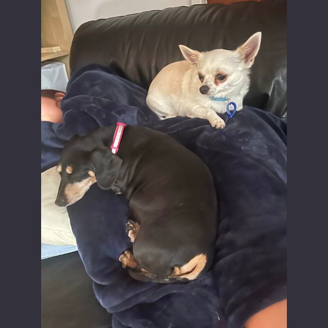 Photo of Monte 🐶 2yo Chihuahua (On Trial 5/11/23)