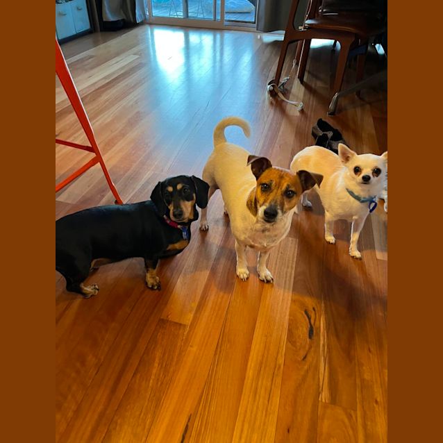 Photo of Monte 🐶 2yo Chihuahua (On Trial 5/11/23)