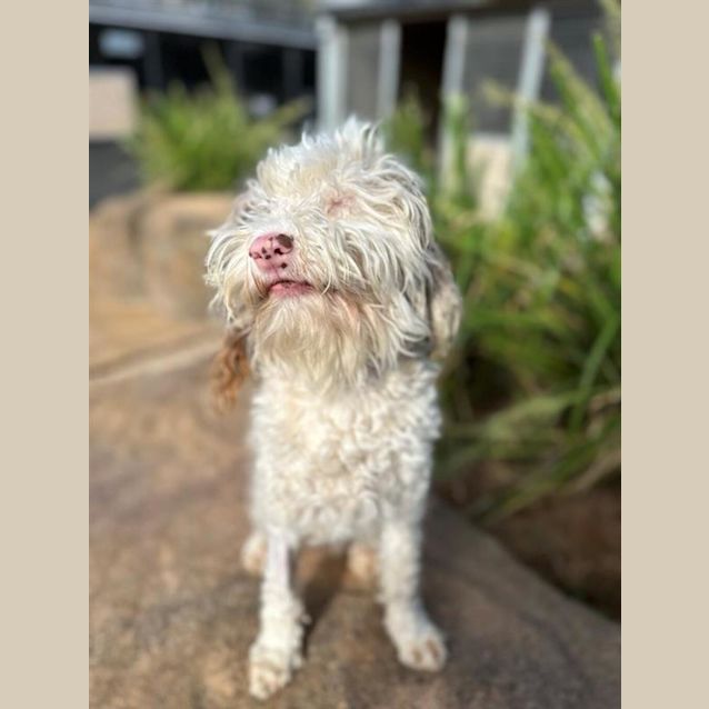 Photo of Milo