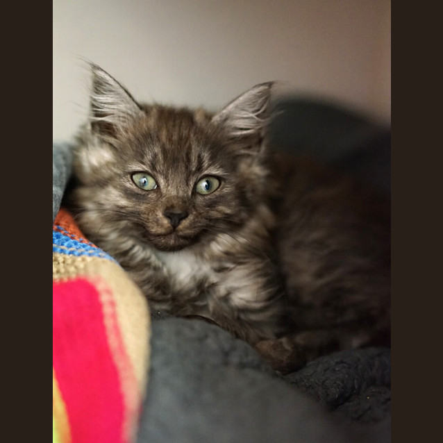 Photo of Polly