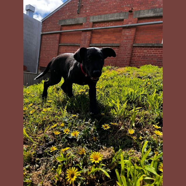 Photo of Baron