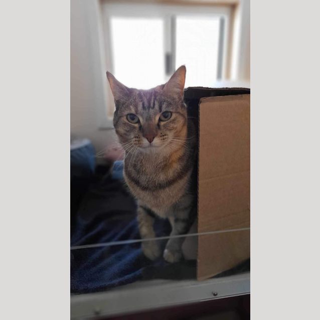 Photo of Nala   Mowbray