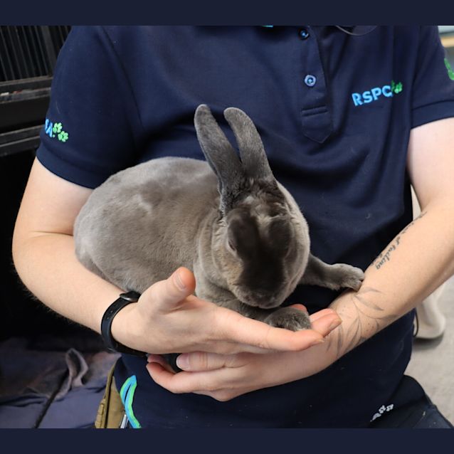 Photo of Chase