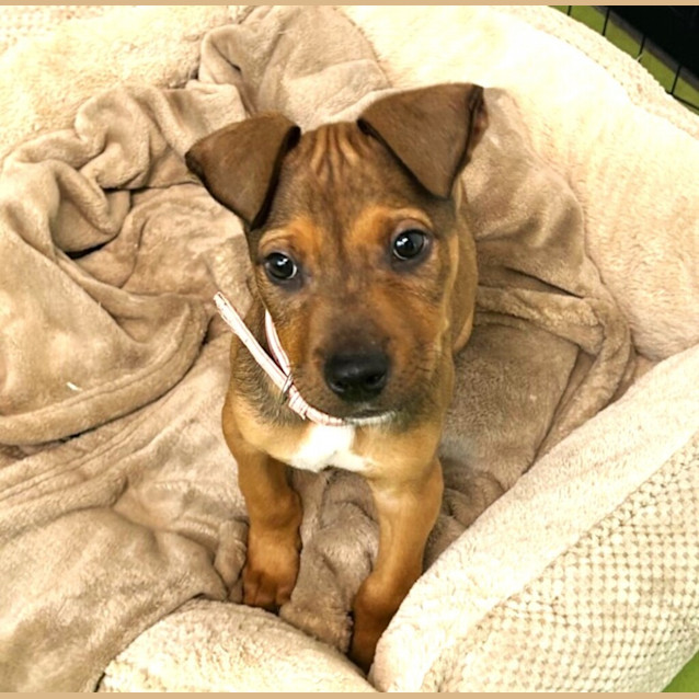 Photo of Bentley