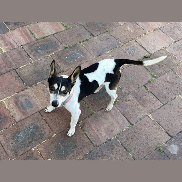 Photo of Gus 🏆 8yo Mini Foxy (Trial 3/11/23)