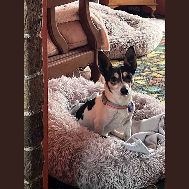 Photo of Gus 🏆 8yo Mini Foxy (Trial 3/11/23)