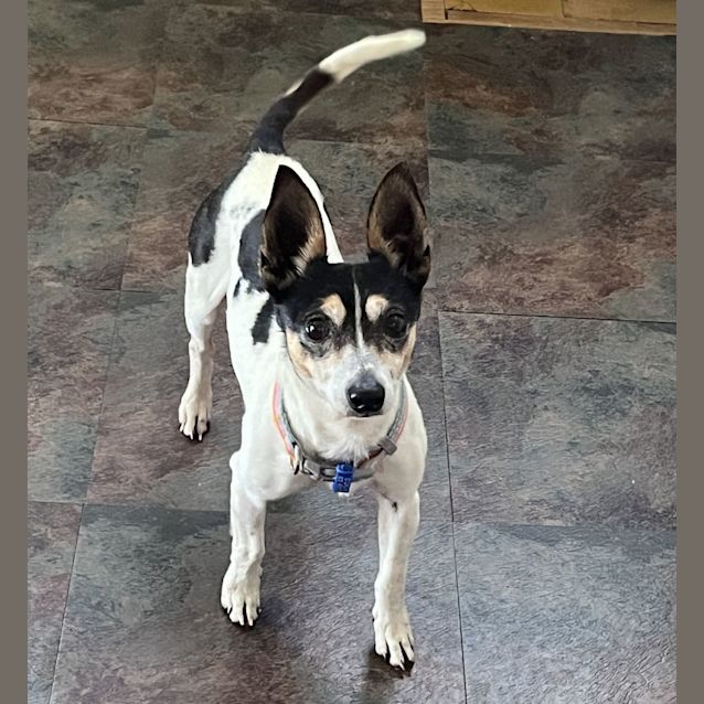 Photo of Gus 🏆 8yo Mini Foxy (Trial 3/11/23)