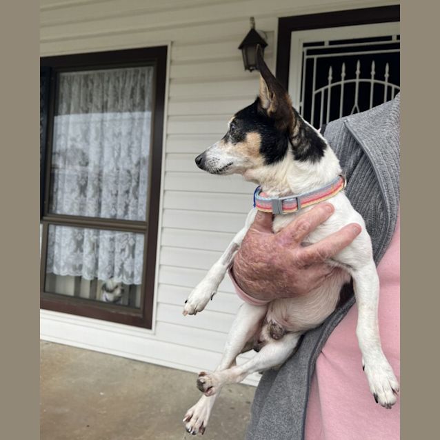 Photo of Gus 🏆 8yo Mini Foxy (Trial 3/11/23)