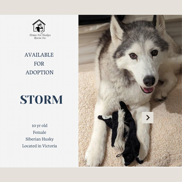 Photo of Storm