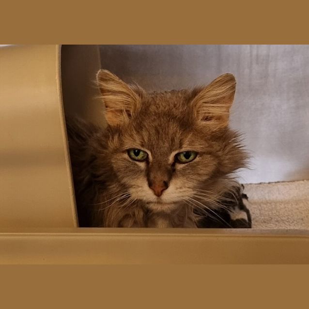 Photo of Fluffy