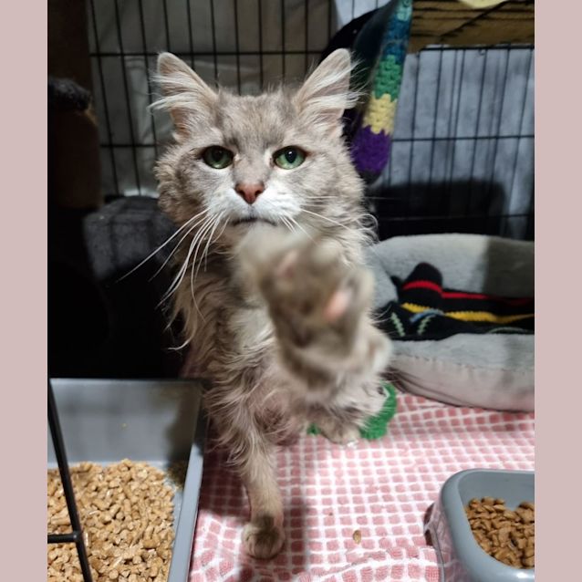 Photo of Fluffy