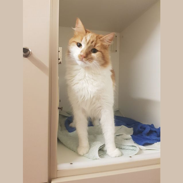 Photo of Spice