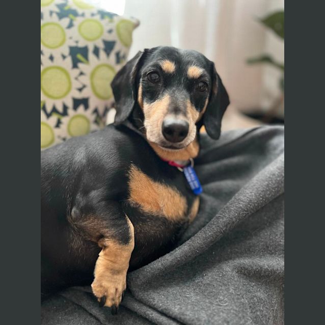 Photo of Ruby ❤️ Mini Dachshund (Trial 4/11/23)