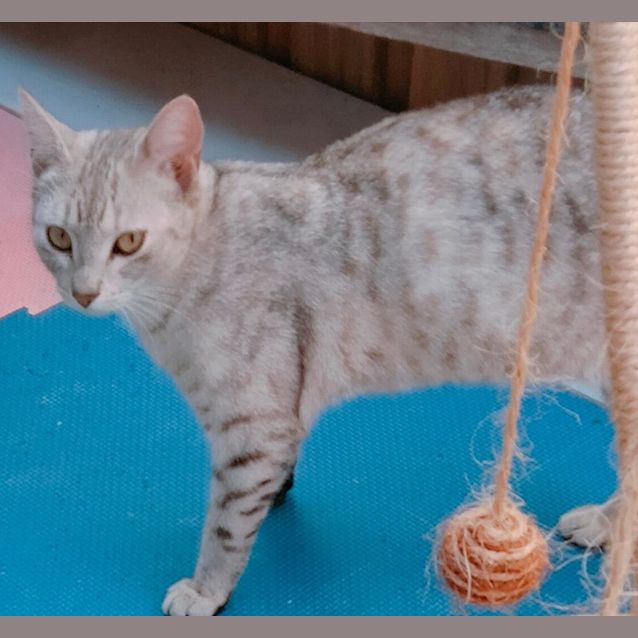 Photo of Jasmine