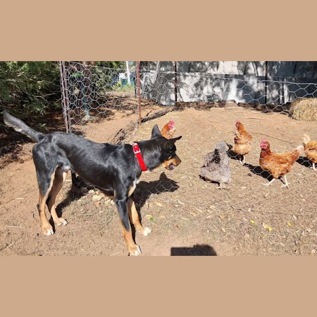 Photo of Teddy *$250 Adoption Fee*