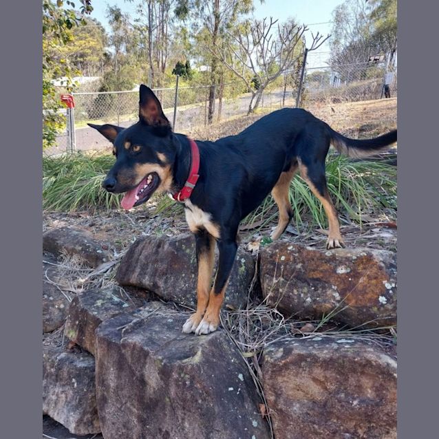 Photo of Teddy *$250 Adoption Fee*