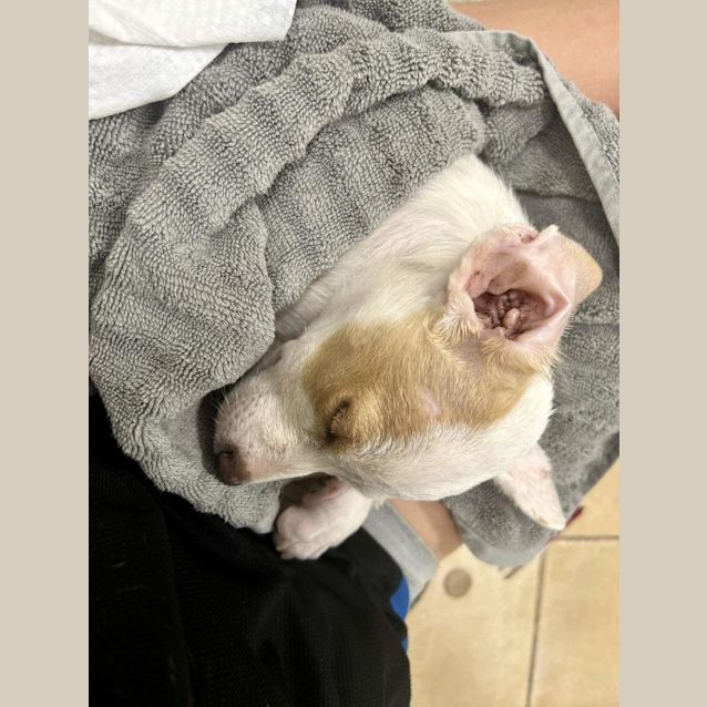 Photo of Pania (Pepper)