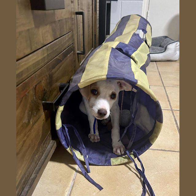 Photo of Pania (Pepper)