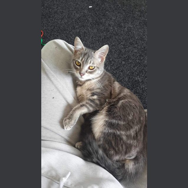 Photo of Charlie Meet Me At Petstock Chelsea Store 