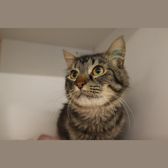 Photo of Merlin