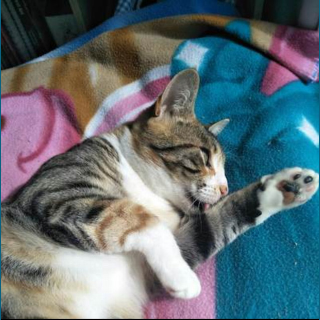 Photo of Bella