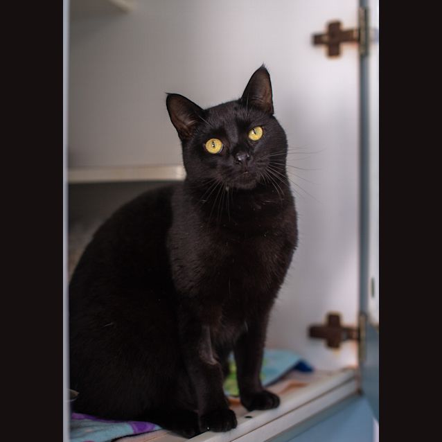 Photo of Noir