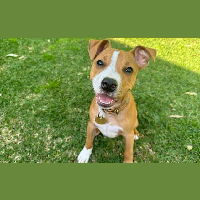 Photo of Archie