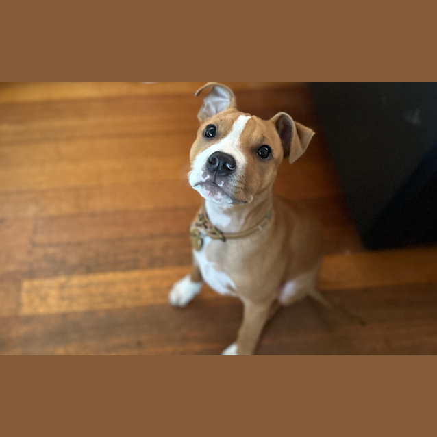 Photo of Archie