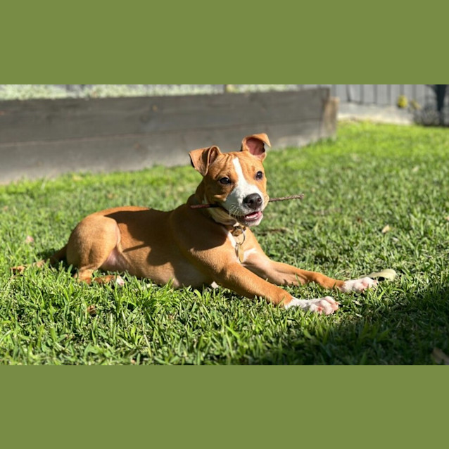 Photo of Archie