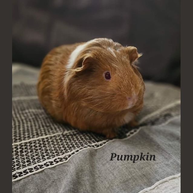 Photo of Pumpkin