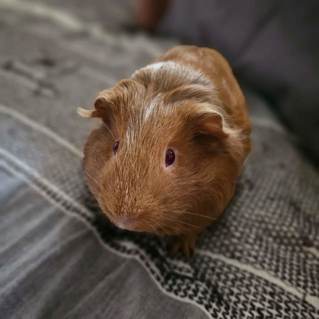 Photo of Pumpkin