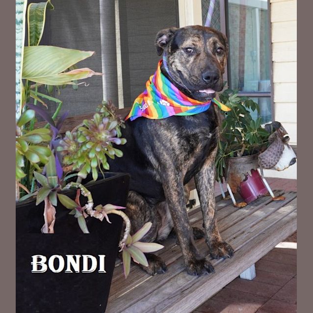 Photo of Bondi