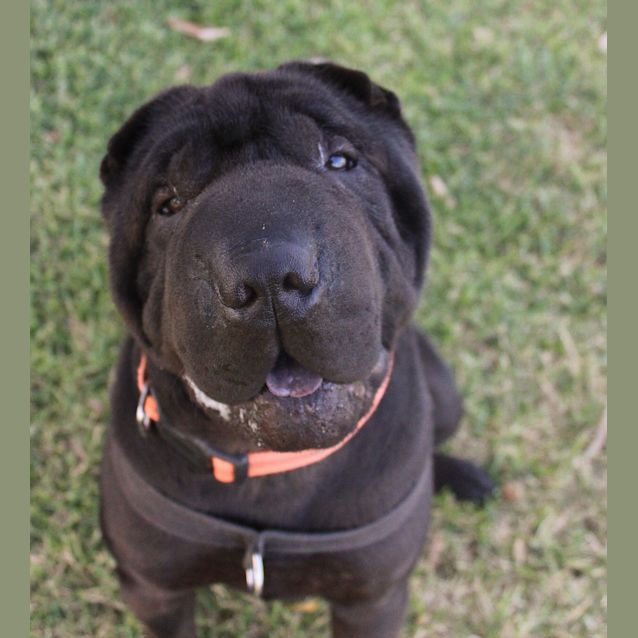 Photo of Hank