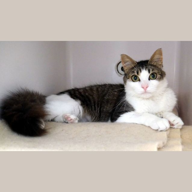 Photo of Squirrel Suk011798