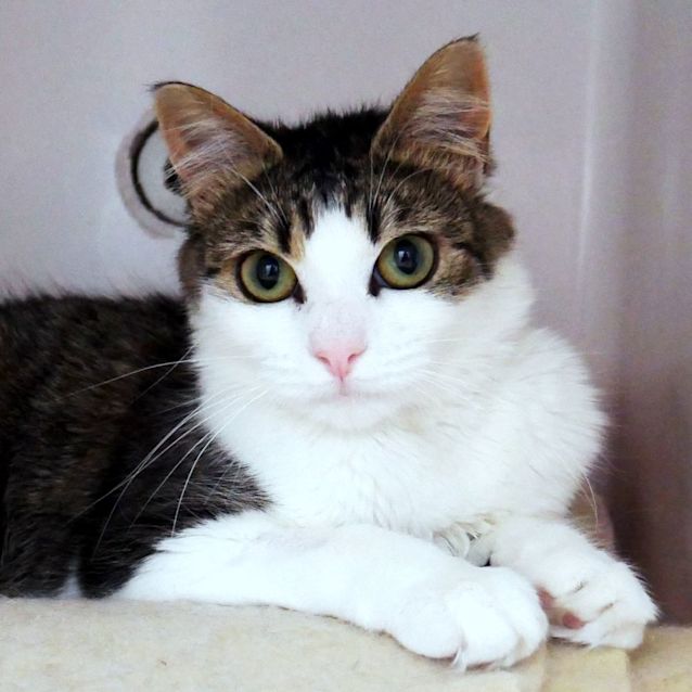 Photo of Squirrel Suk011798