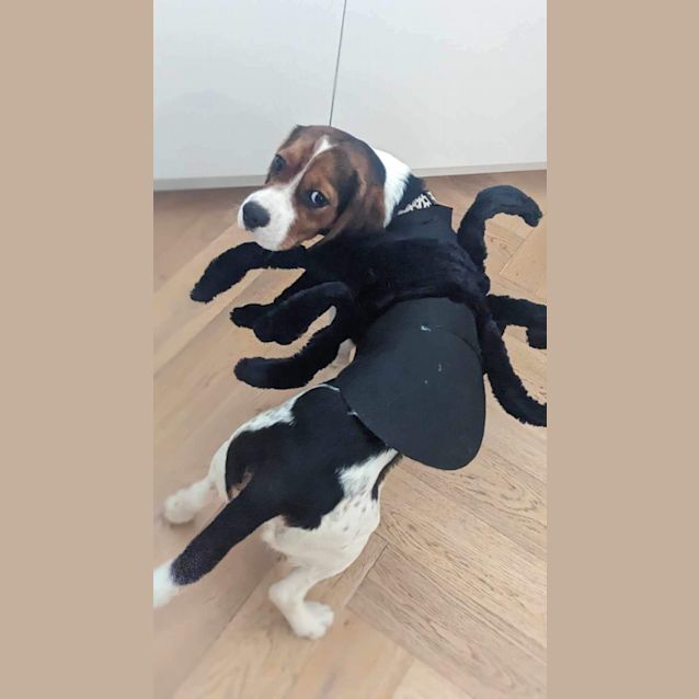 Photo of Charlie   9 Month Old Beagle (Trial)